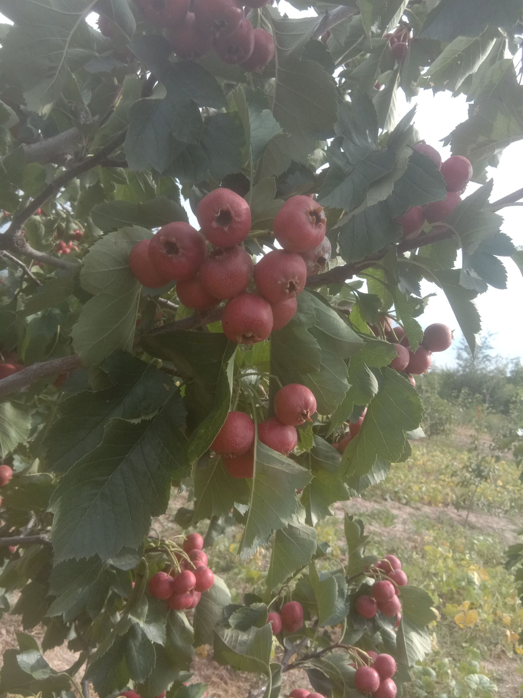 大果山楂 3 - 5克 