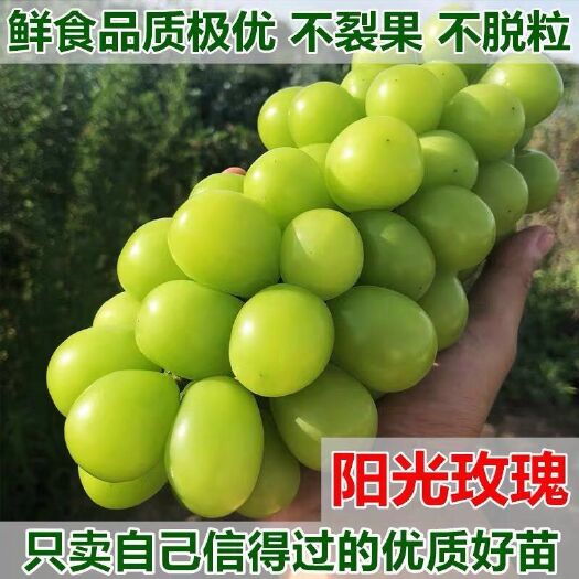 平度市 扦插嫁接脱毒阳光玫瑰葡萄苗正宗大泽山葡萄基地苗木批发保证纯度
