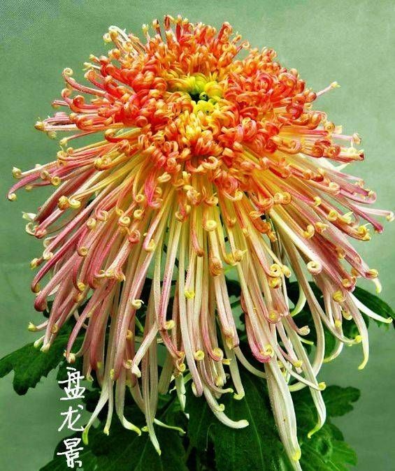 案头菊  观赏菊花