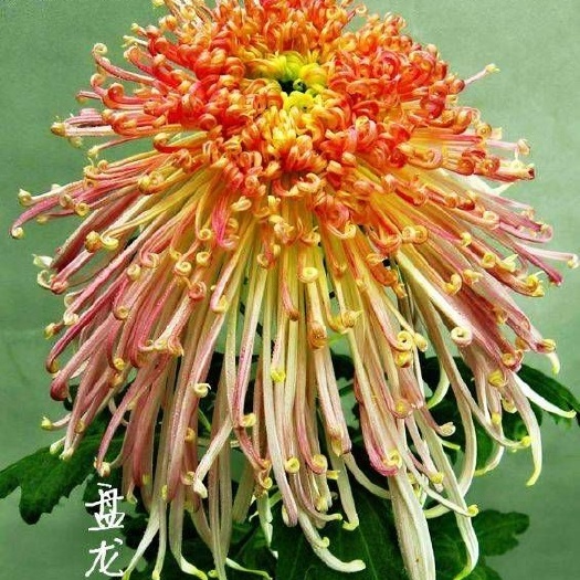 海宁市案头菊  观赏菊花