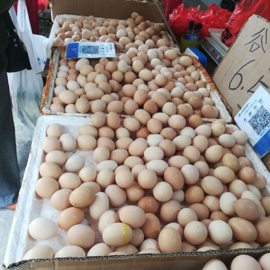 灵川县普通鸡蛋 食用 箱装