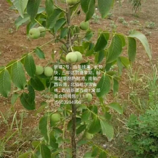 卢氏县嫁接核桃苗 新疆2号核桃树苗