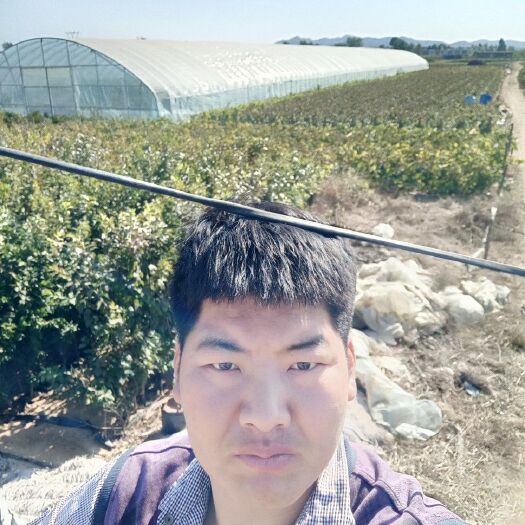 绥中县红玫瑰葡萄苗 中国红玫瑰