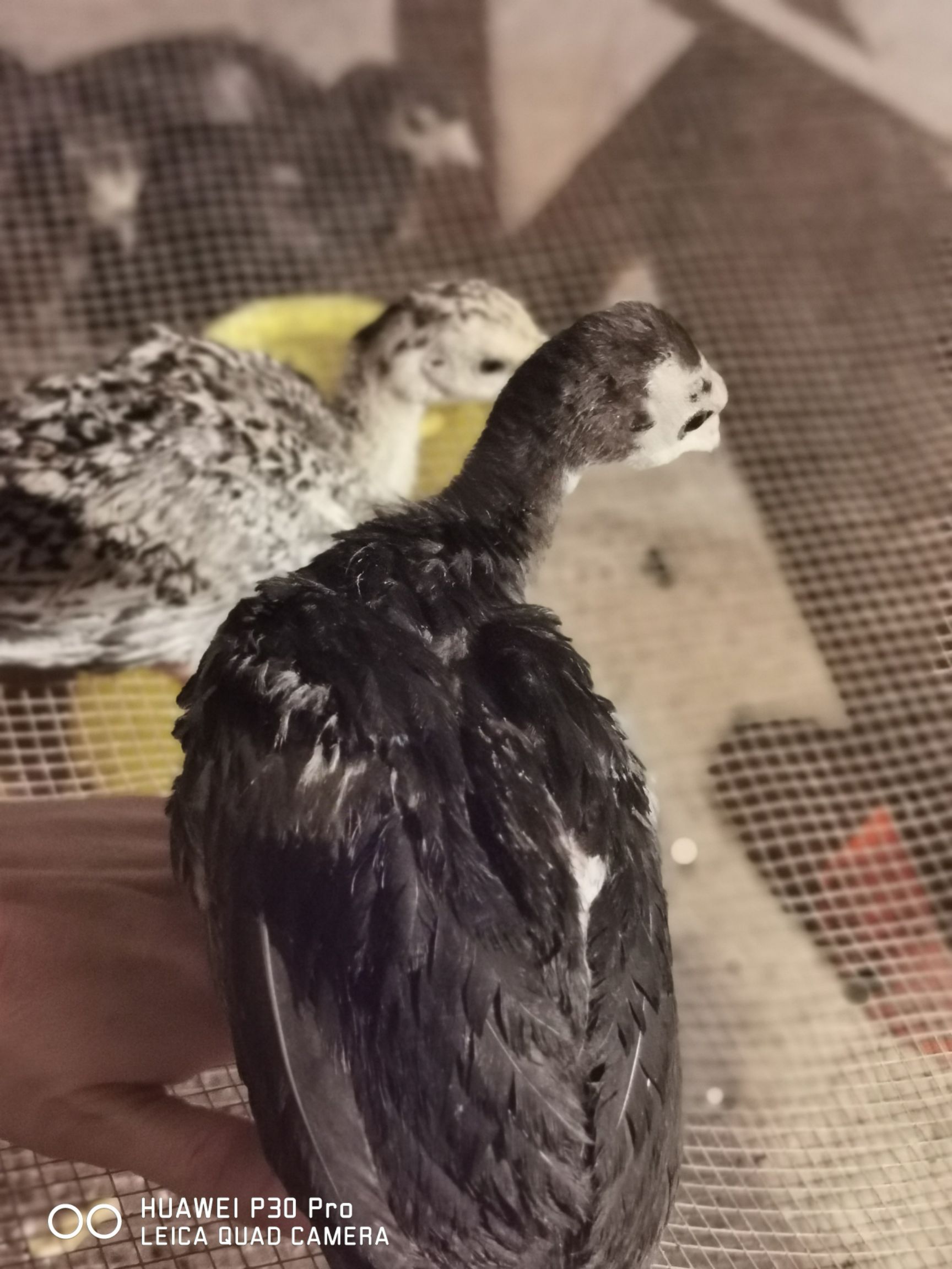 纯种火鸡苗火鸡贝蒂娜青铜一个月到二个大疫苗齐全包邮包路损