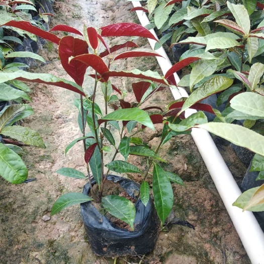 南宁红背桂盆栽  红背桂大袋