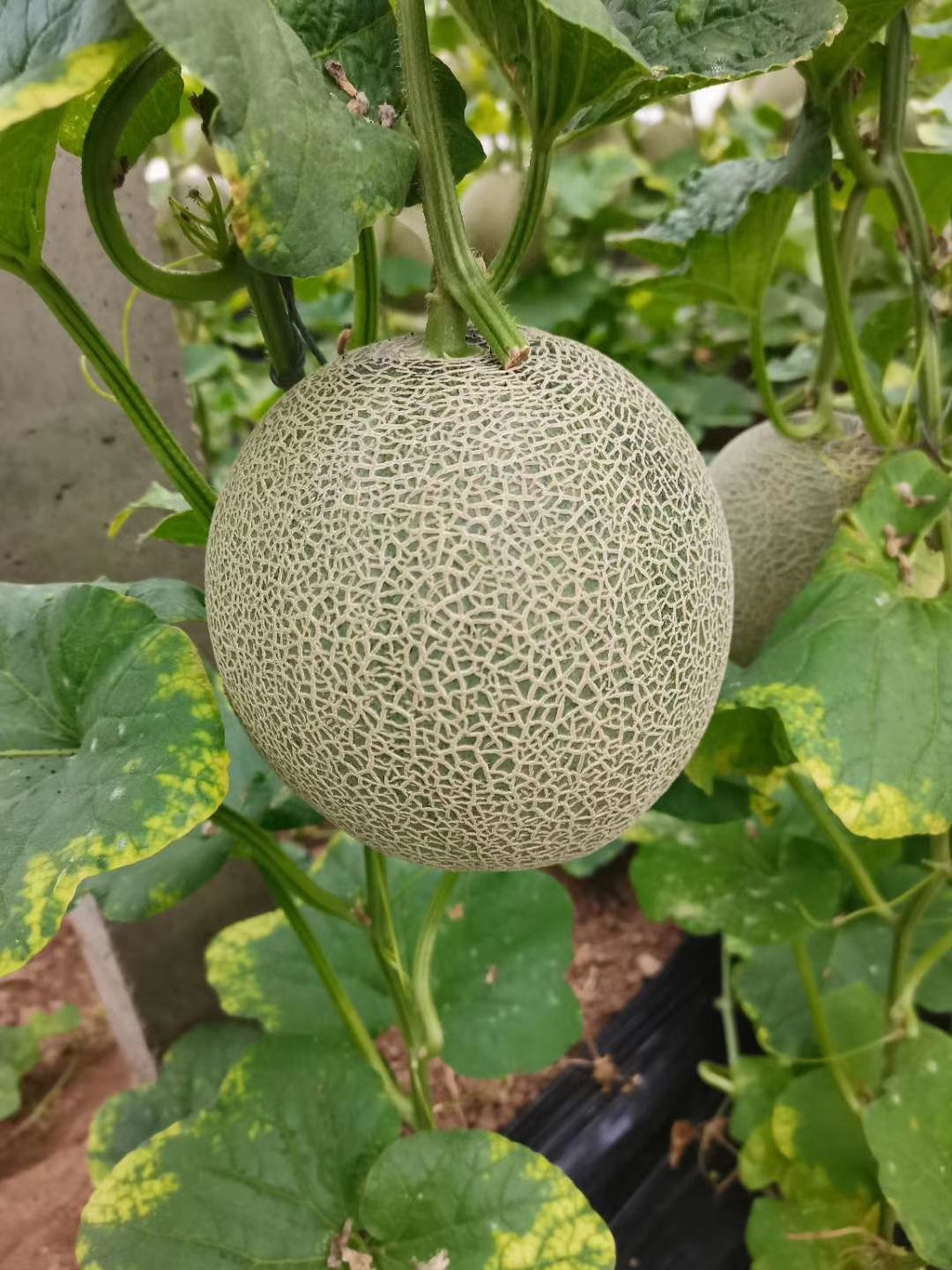 网纹瓜 网五甜瓜玫珑蜜瓜