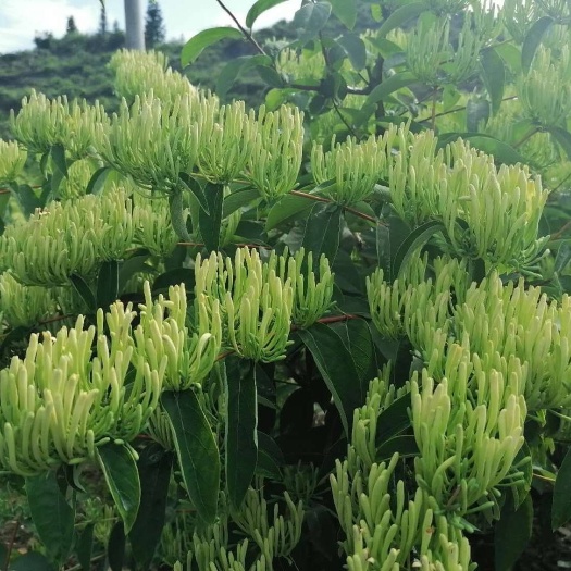 隆回县湘蕾一号金银花苗  金银花  嫁接苗（1到5号花王苗）目前金银花品种最高的品种