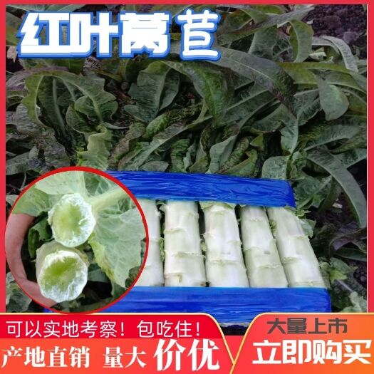 郯城县红尖叶莴苣  低价出售 山东郯城红尖叶莴笋，大量上市中，质量好不空心！