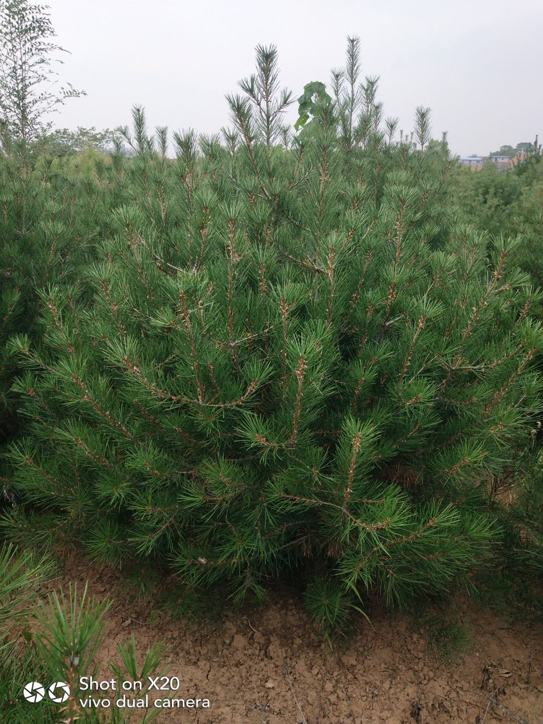 蓝田白皮松 白皮松