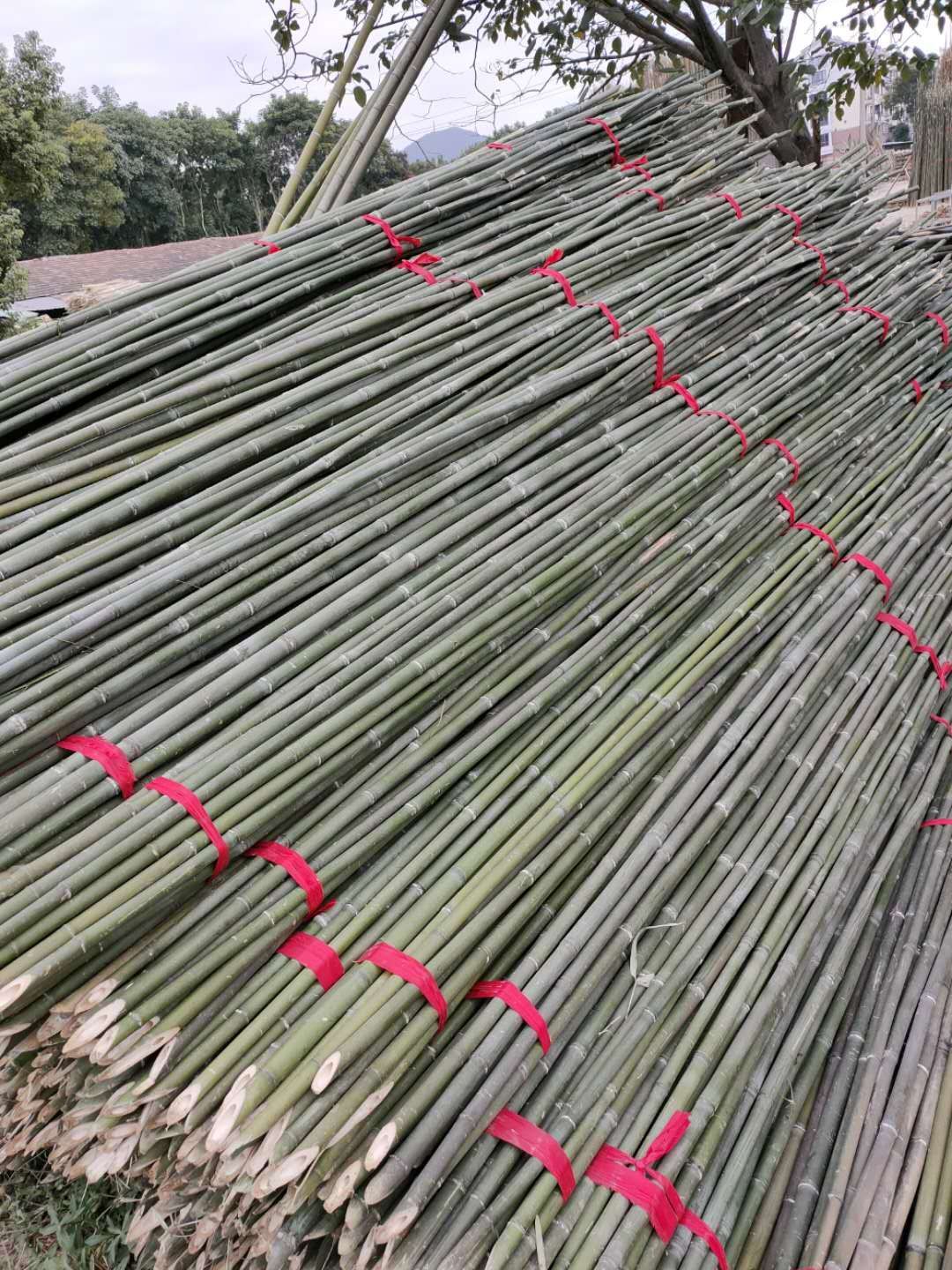 原产地直销菜架竹 绿化支撑杆 果树抗风支撑竹竿农用小竹竿等