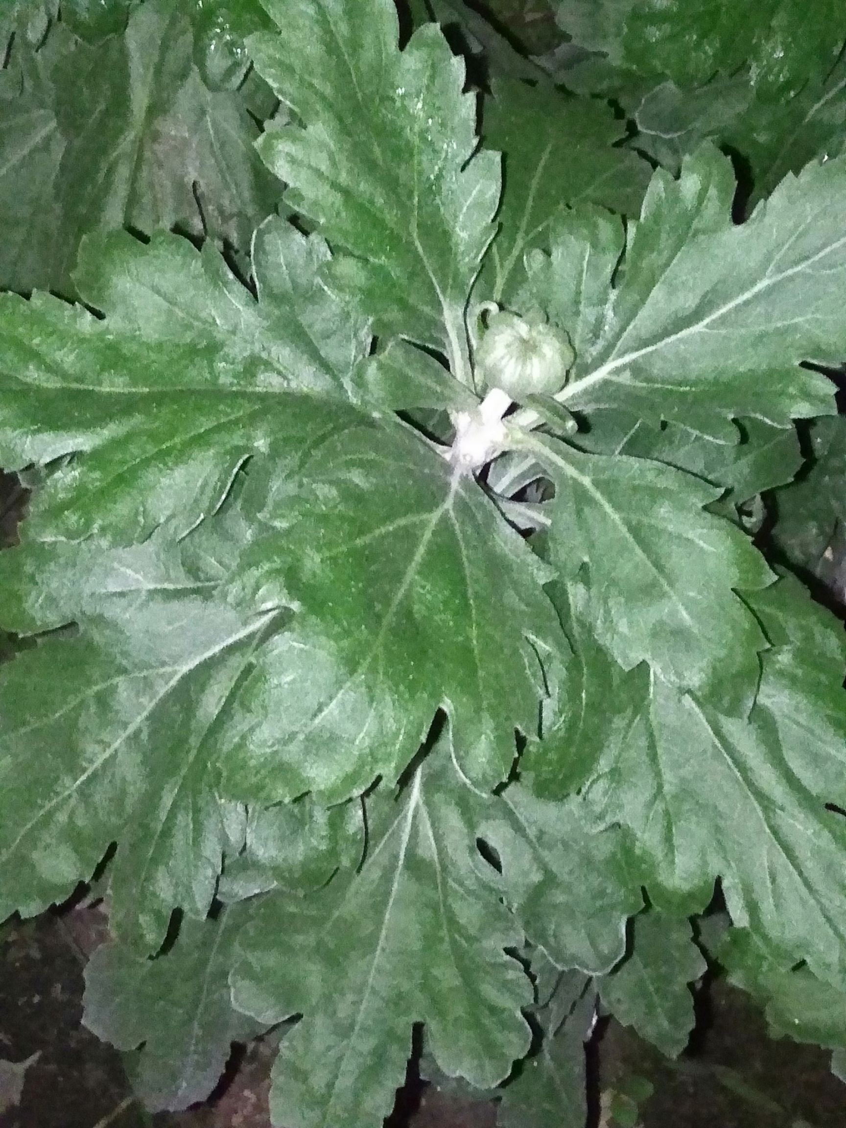 案头菊  观赏菊花