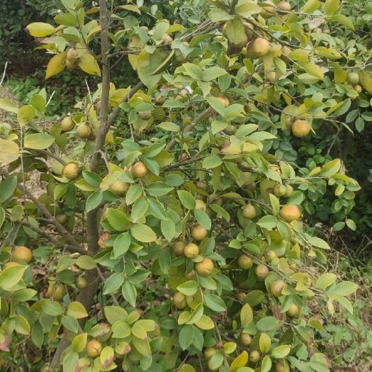 丰城市油茶苗 长林系列高产油茶嫁接苗