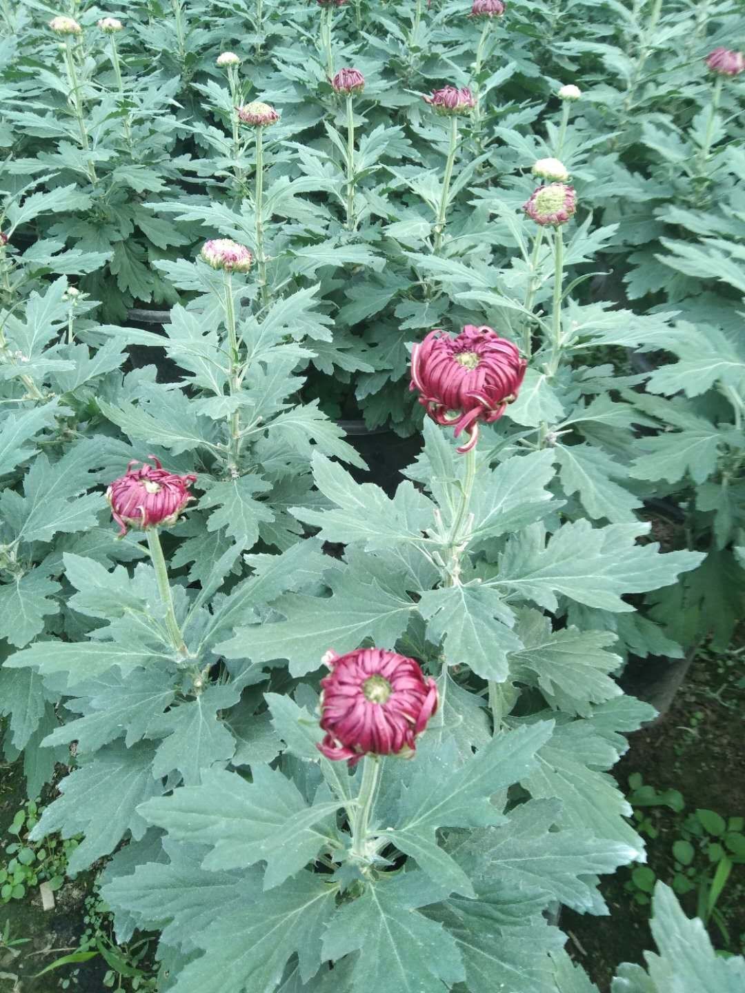 案头菊  观赏菊花