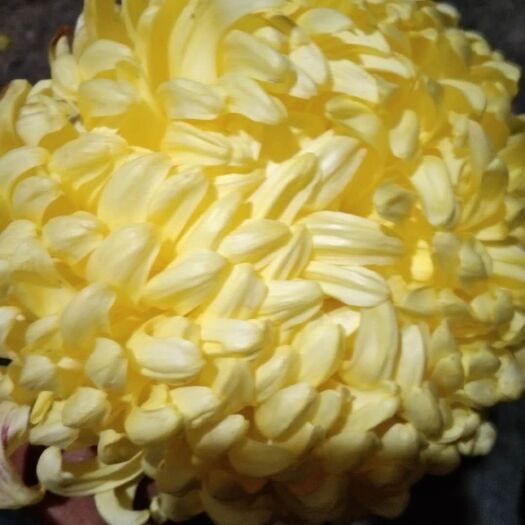 黄白菊  食用菊花，清肝明目，祛热排毒。一朵(五十至六十克)。