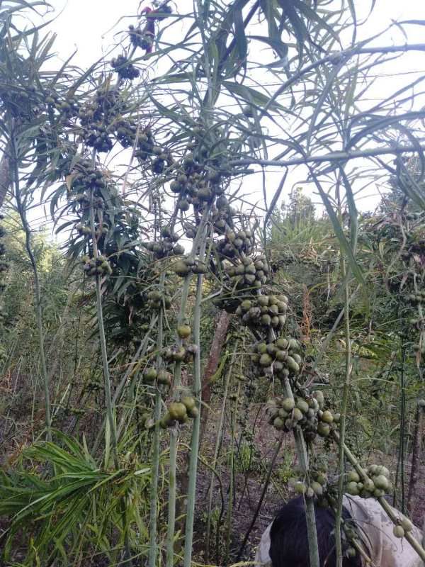 黄精种子  云南滇红花黄精目前黄精品种产量最高的一种品种亩产量上万很轻松