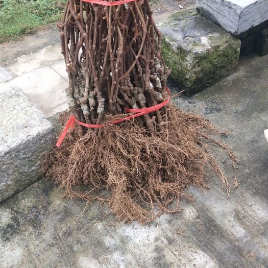 凤凰县水杨桃砧木嫁接苗翠香 嫁接苗