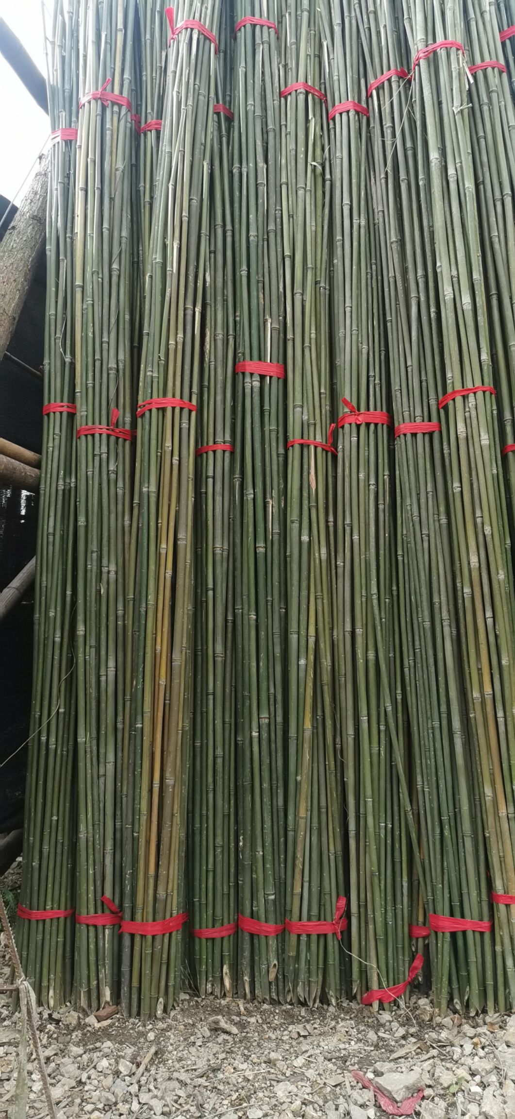 原产地直销菜架竹 绿化支撑杆 果树抗风支撑竹竿农用小竹竿等