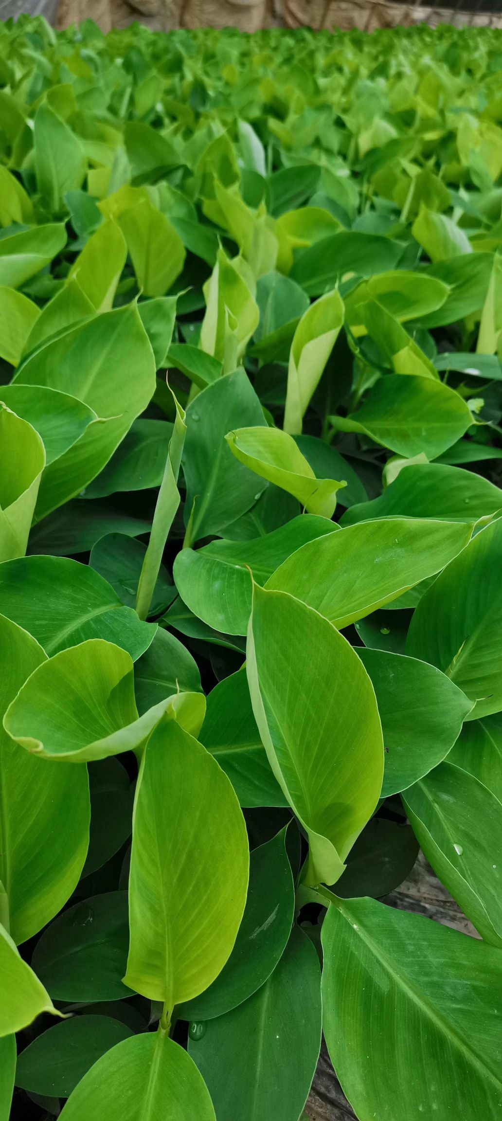 复合微生物菌剂  香蕉娃生根膨果液