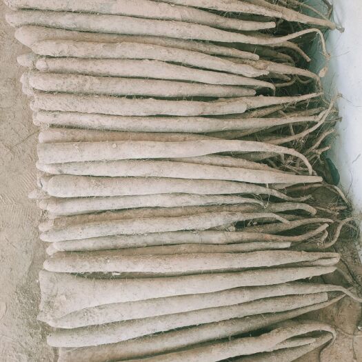 大名县白玉山药 白玉长条，通货，手检山药等