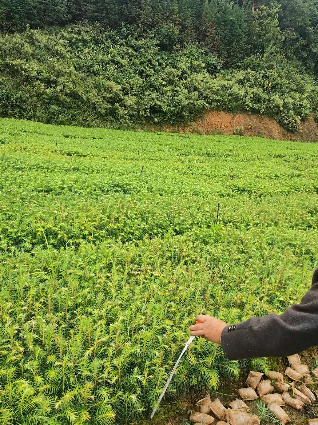 刺杉 良种杉树苗