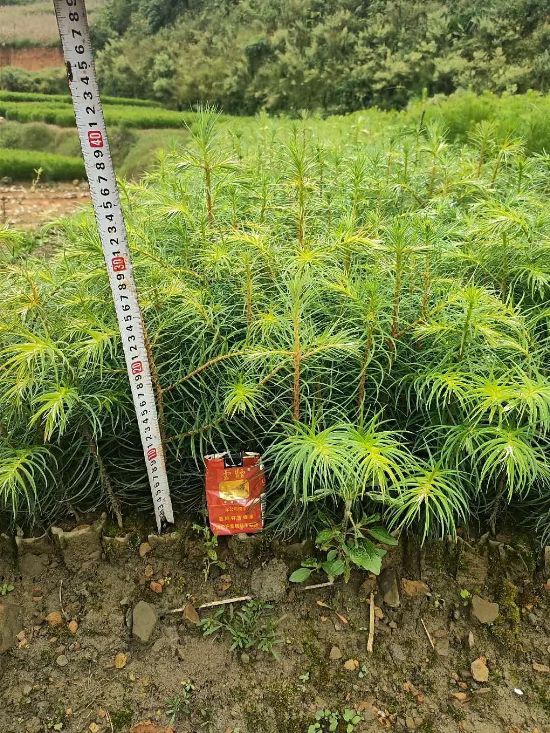 刺杉 良种杉树苗