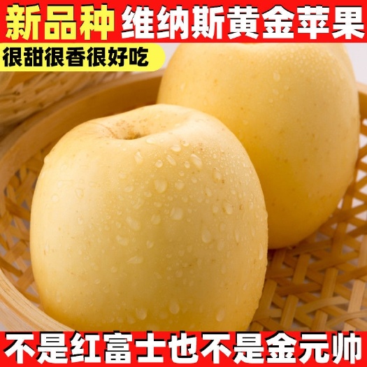 平邑县维纳斯黄金苹果苗  维纳斯黄金苹果树苗，不是红富士也不是金元帅脆甜多汁