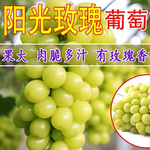 平邑县阳光玫瑰葡萄苗  阳光玫瑰、蓝宝石、玫瑰香、红宝石葡萄苗  盆栽苗地栽苗