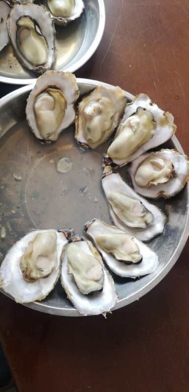 威海大连生蚝 海水 1-2两/只 鲜活水产 