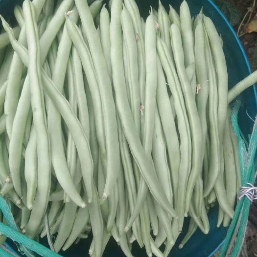 会理市架豆王豆角 40cm以下 