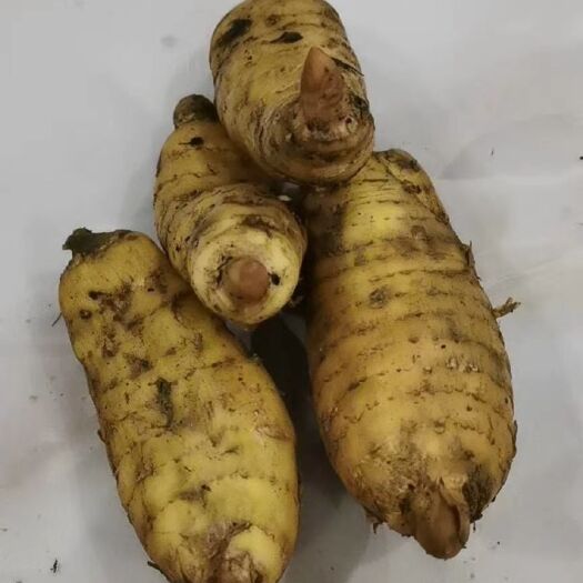 大方县天麻
