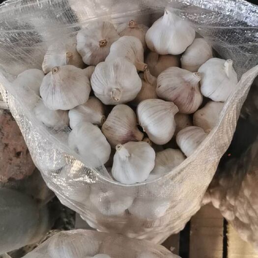 金乡县 金乡大蒜 实力供应商