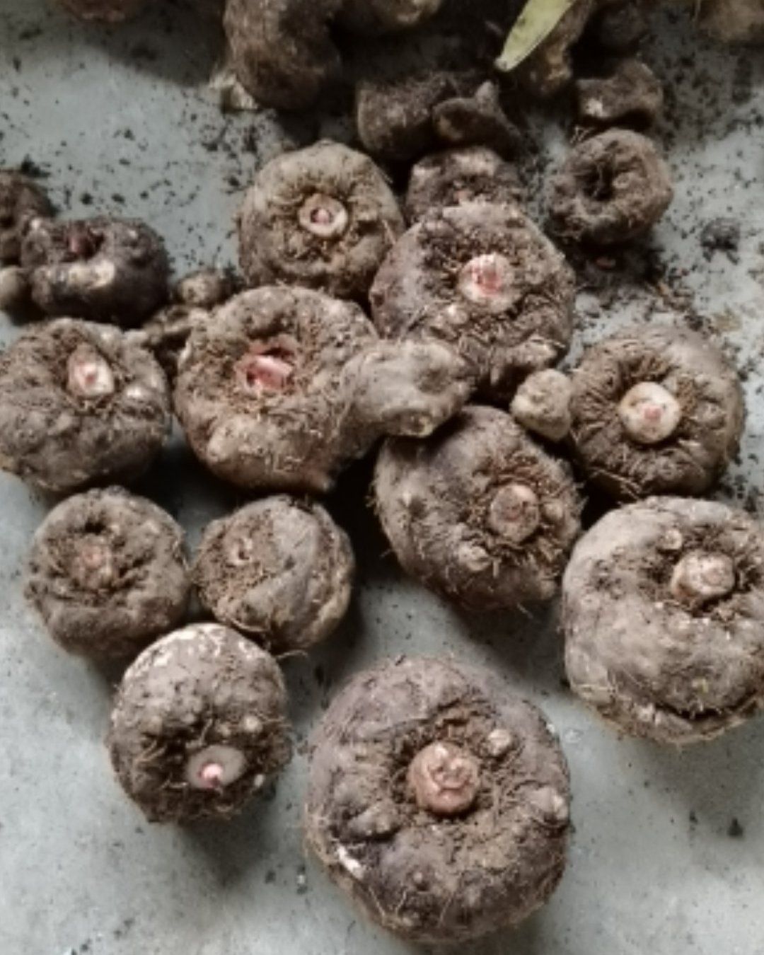 贵州农副产品土特产花魔芋 鲜魔芋 魔芋个子包邮质量好