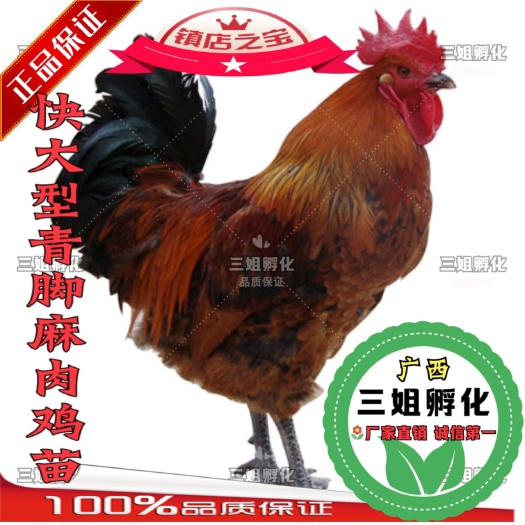 南宁本地快大型青脚麻鸡苗-肉鸡苗长速快.