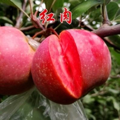 长沙苹果盆栽  苹果树果苗矮化盆栽地栽特大南方北方种植当年结果嫁接红富士树苗