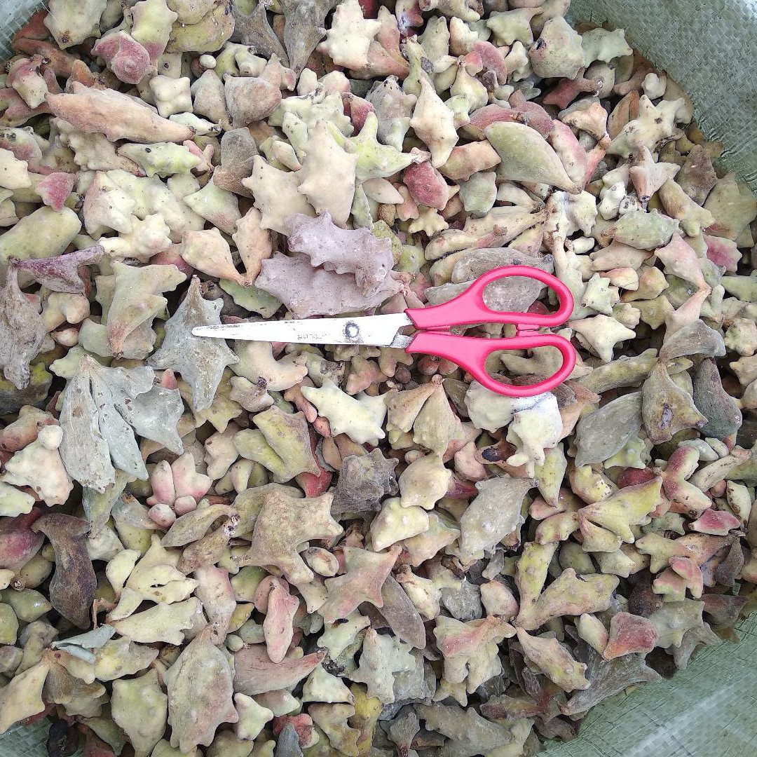贵州铜仁五倍子干品化工原料角倍干货肚倍无杂质产地直销质优价廉