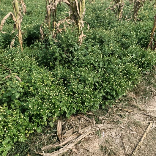 灵璧县 大量杭白菊进入采摘期，价格电议