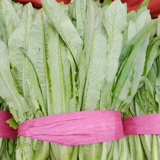 邯郸美冠油麦菜  量大，质量好