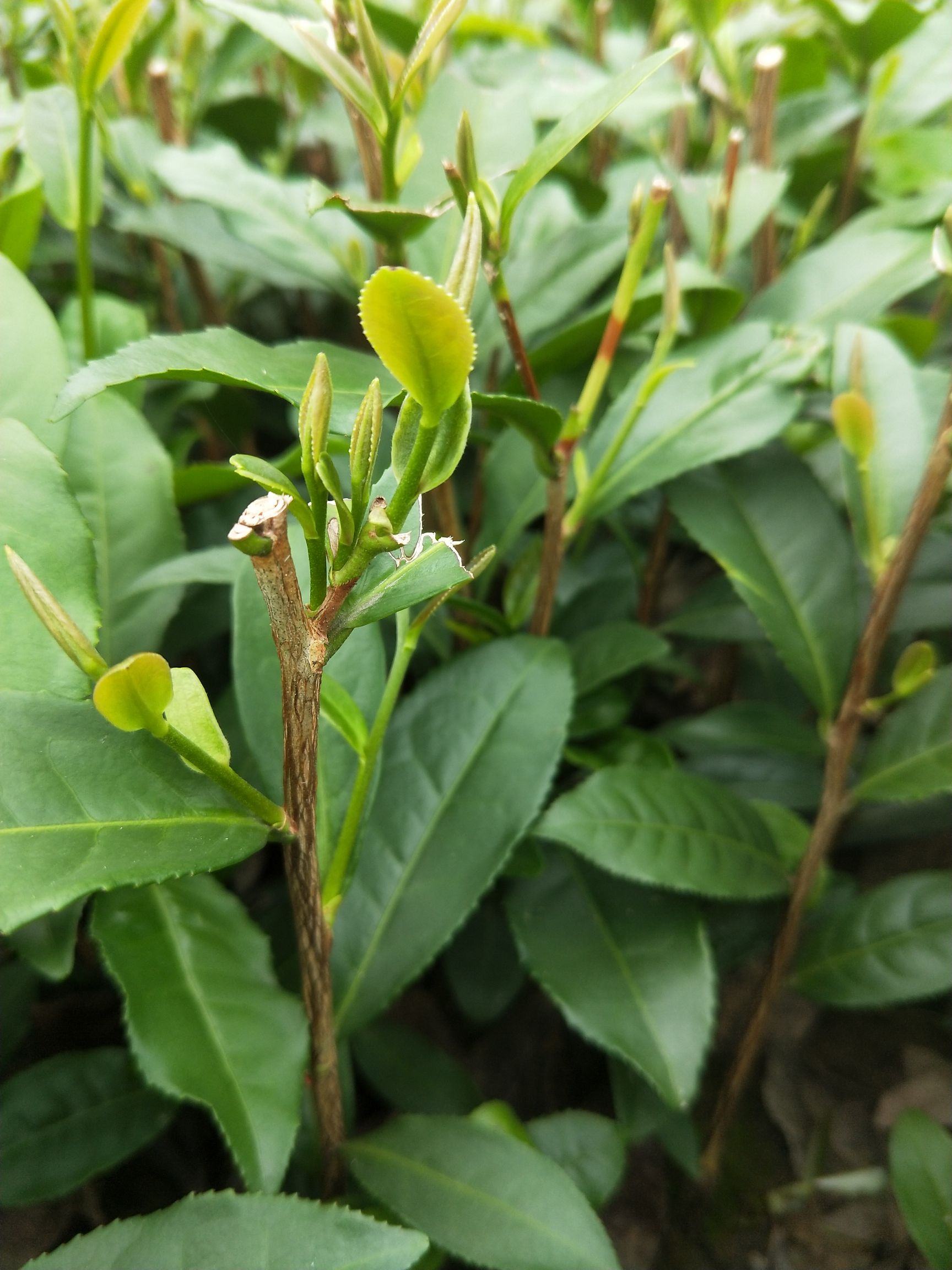 绿茶树苗 川九茶苗,福山早茶苗