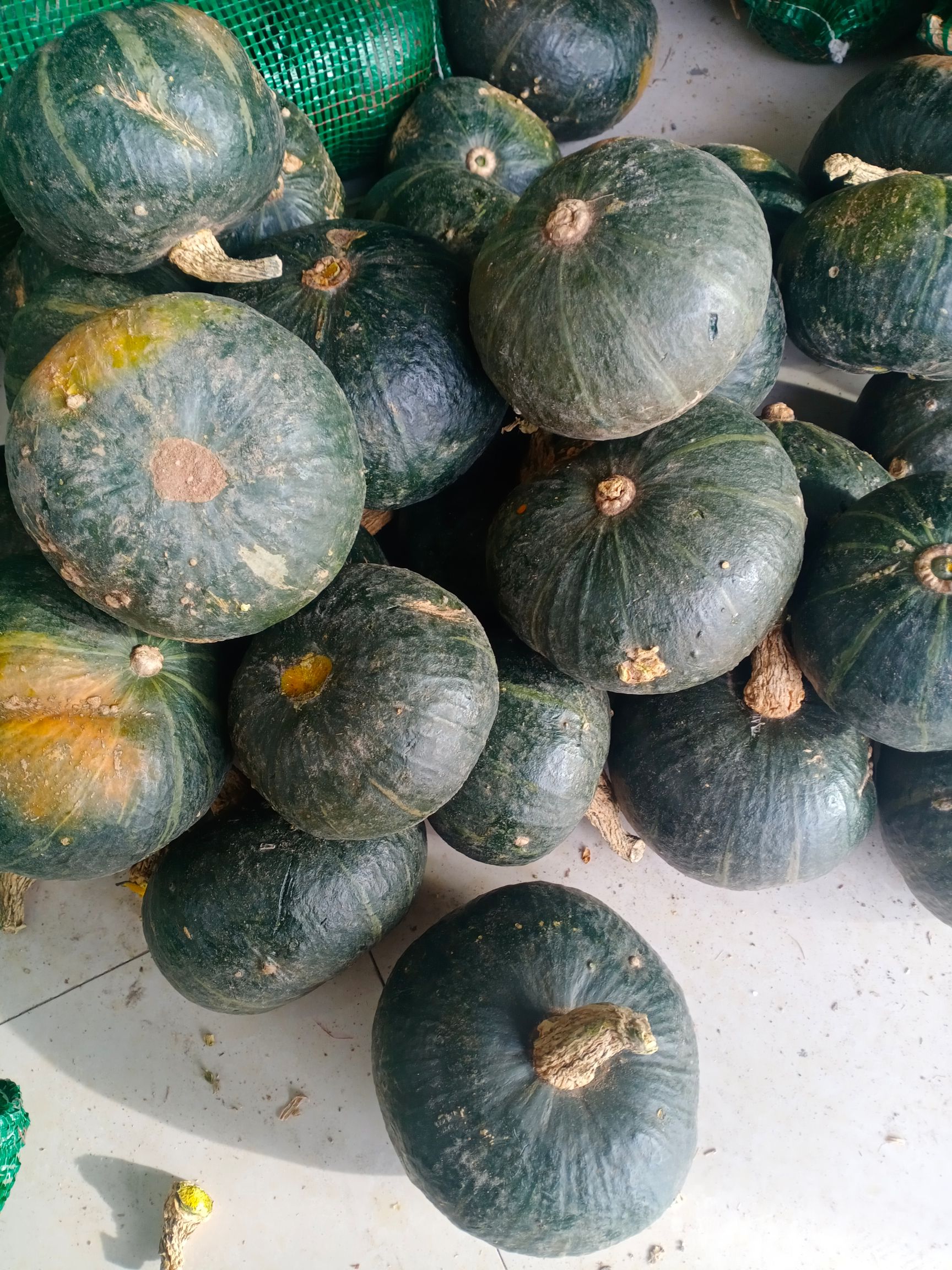 黑金二号南瓜 1~2斤