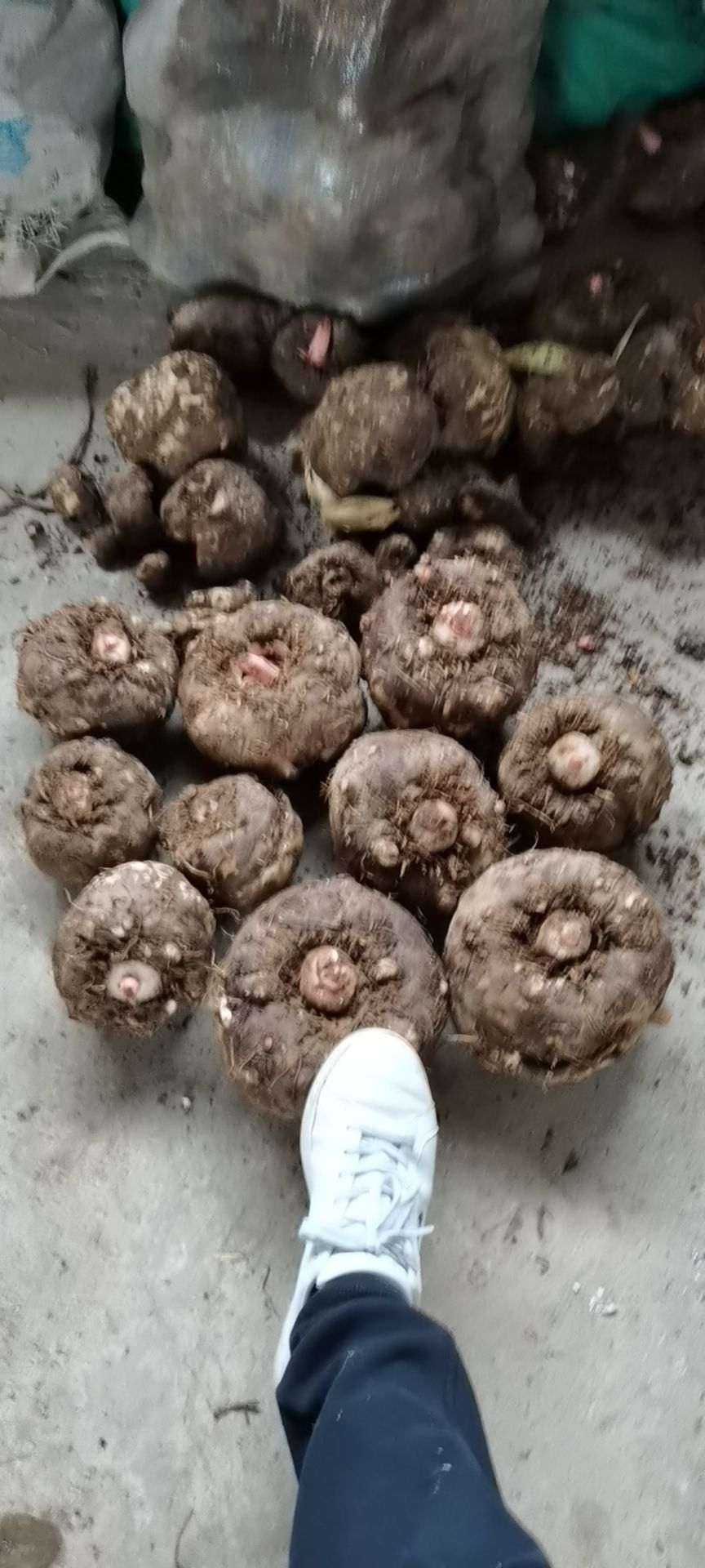 贵州农副产品土特产花魔芋 鲜魔芋 魔芋个子包邮质量好