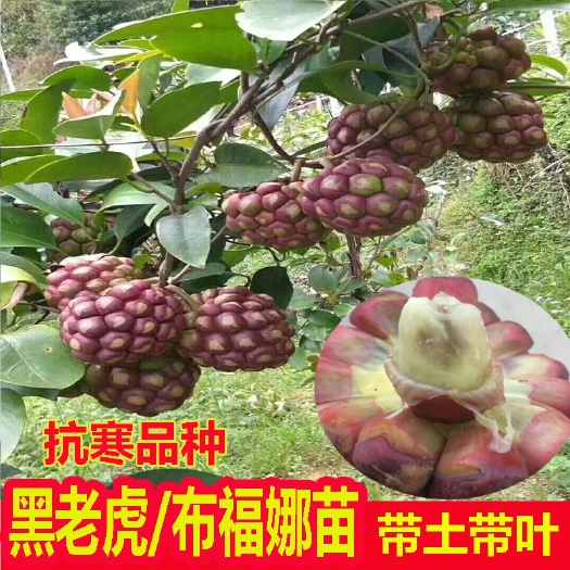 平邑县粉红黑老虎苗   粉红一号 布福娜苗，品种好，基地直供，口感甜！指导技术！