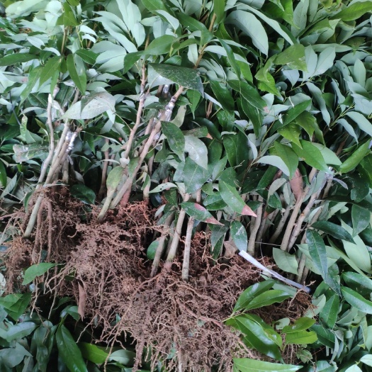 灵山县冰荔苗  新品种，冰荔枝苗