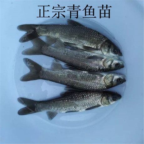 广州青鱼苗 优质出售 淡水黑鲩鱼苗供应 产地直销