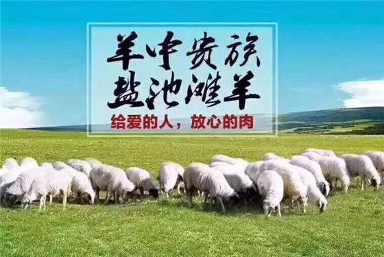 贺兰县 宁夏盐池滩羊(送礼)