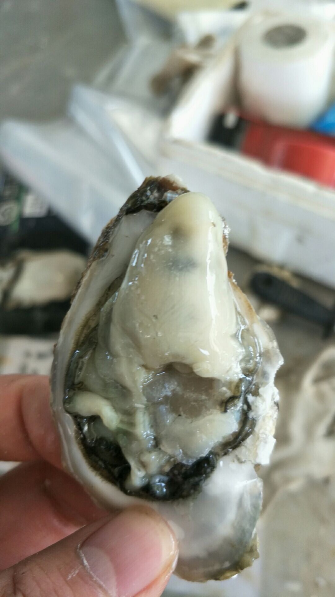 三倍体生蚝  牡蛎  乳山生蚝原产地直供批发