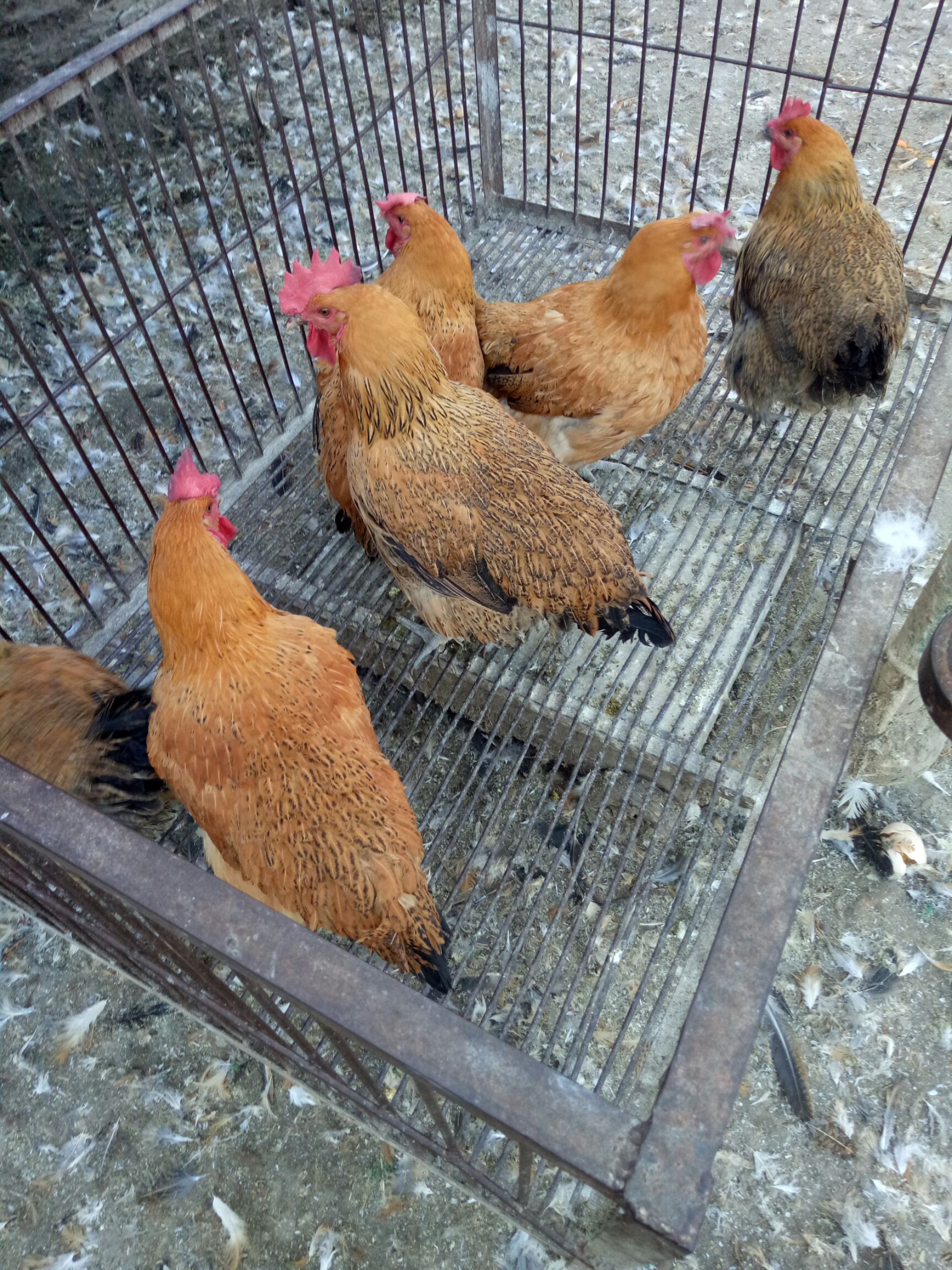 青腳麻雞 散養土雞,大紅公雞!