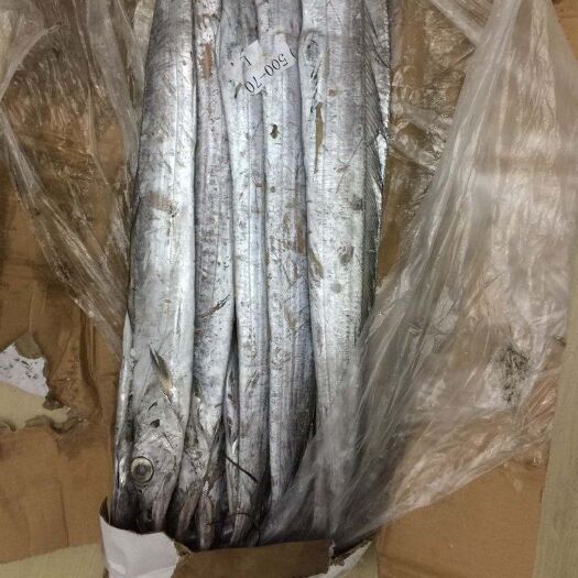 福清市中东带鱼  带鱼 伊朗 规格700克以上/单尾手续单证齐全