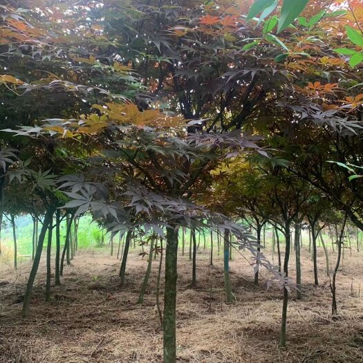嵊州市美国红枫苗  供应红枫3-28公分中国红枫日本红枫
