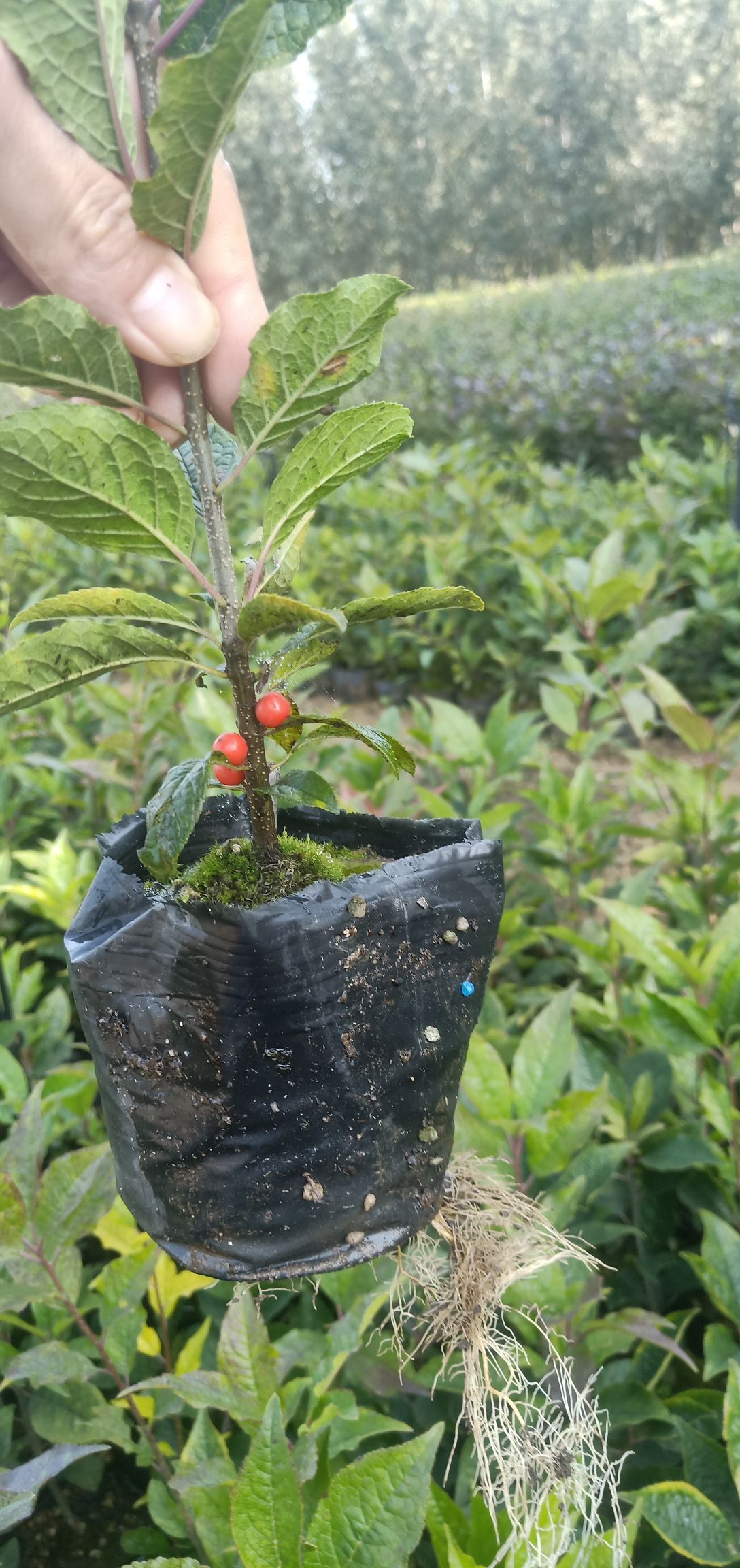 北美冬青苗怎么卖北美冬青苗的种植方法