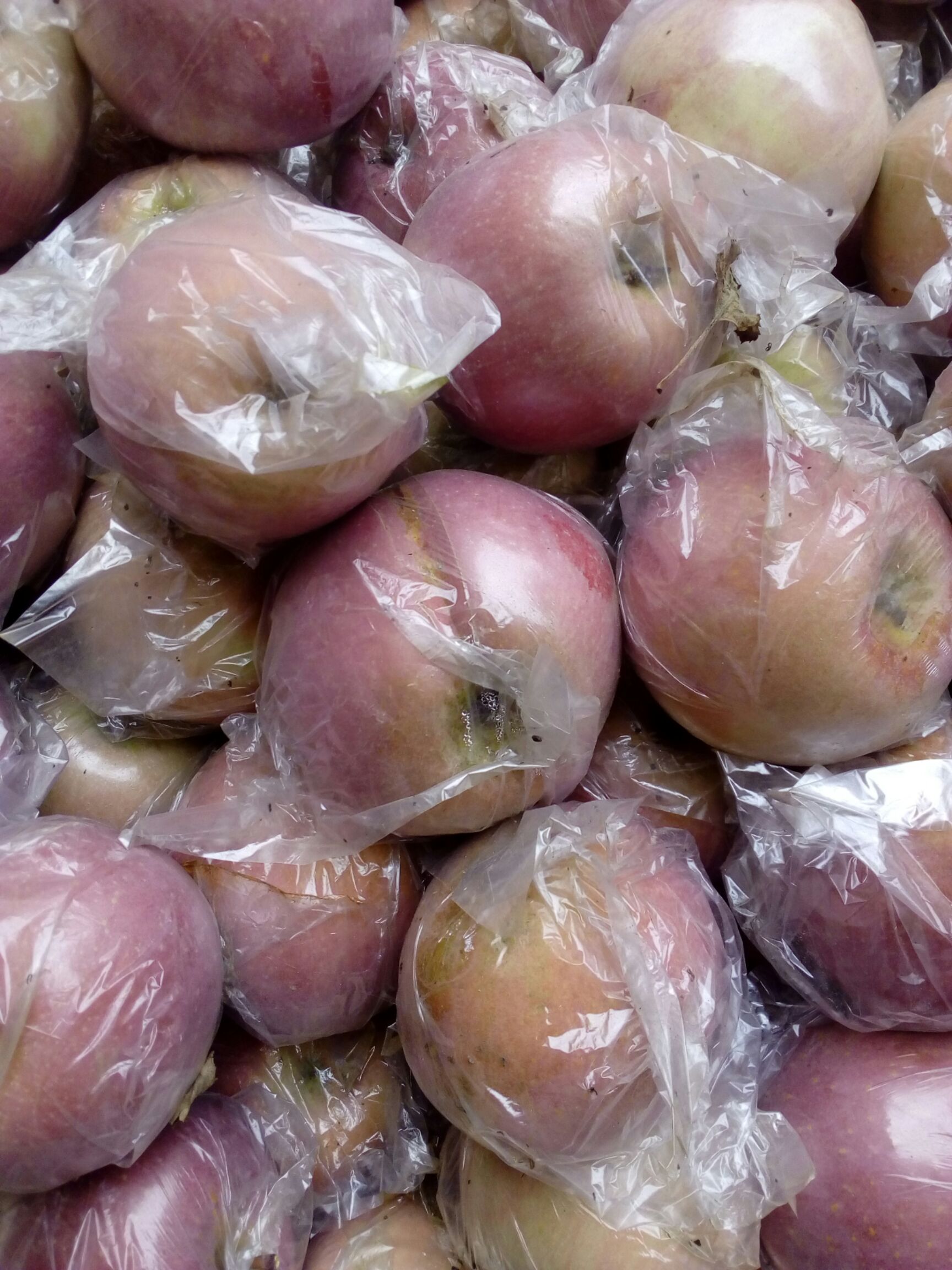 红富士苹果  陕西蒲城膜袋红富士下树啦客商开始装货了